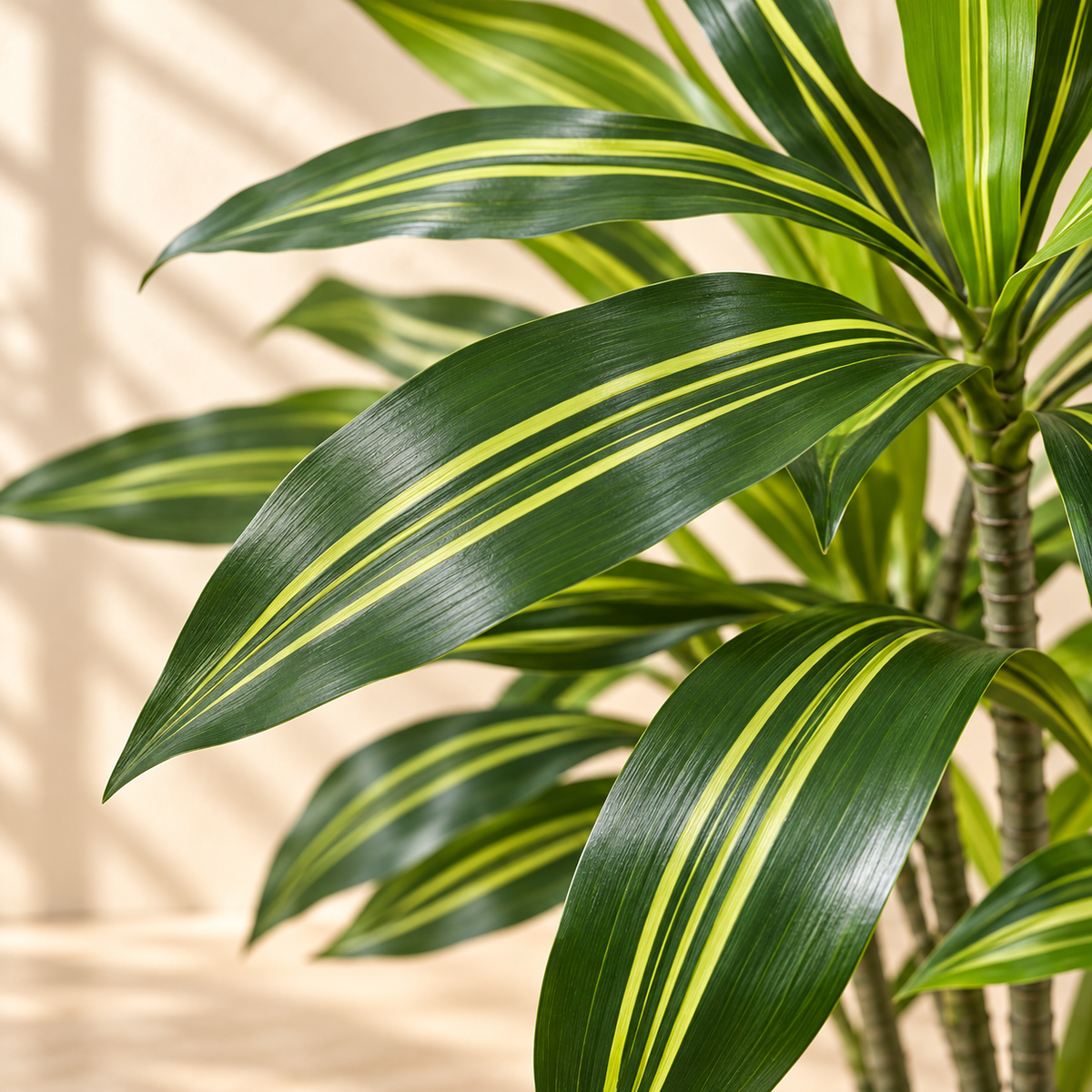 Close-up of Dracaena artificial foliage with dark green and lime leaf stripes
