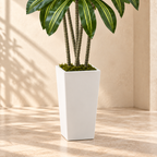 Dracaena white tapered planter with faux moss and textured lower trunks